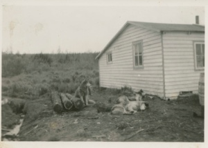 Image of Dogs, tied and resting